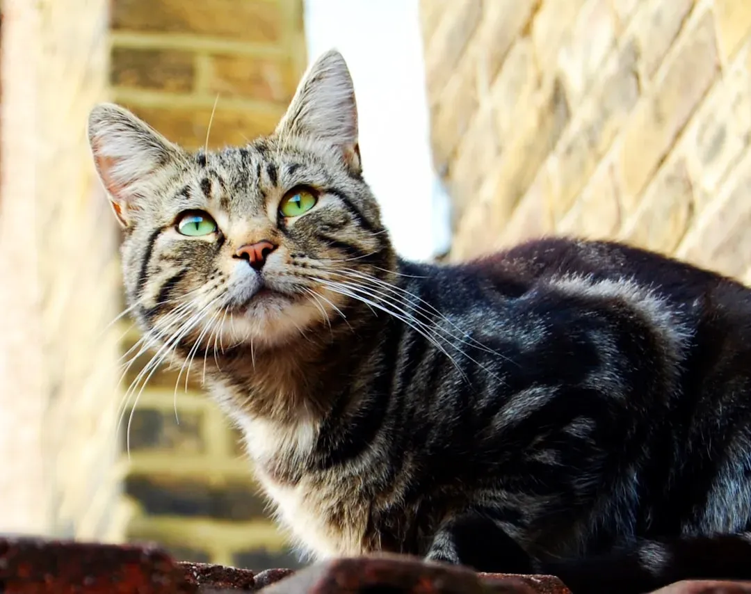 4. Tabby Cats (Image Credits: Unsplash)
