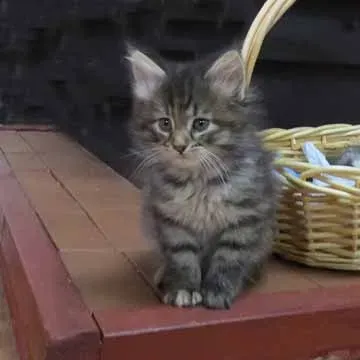 Training Your Intelligent Problem Solver (Image Credits: Wikimedia)