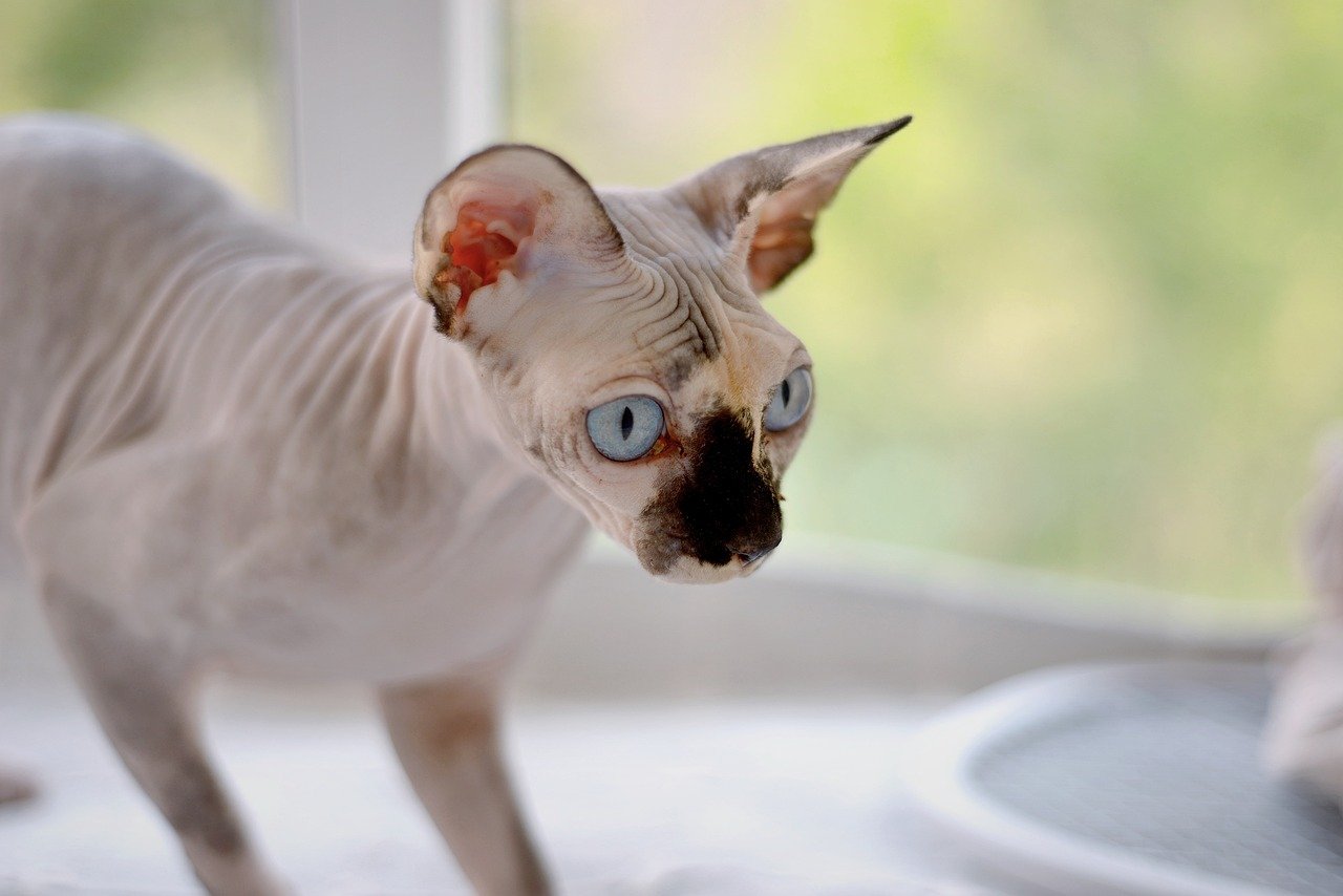 Sphynx Cat - Skin Care Intensive Maintenance (Image Credits: Pixabay)
