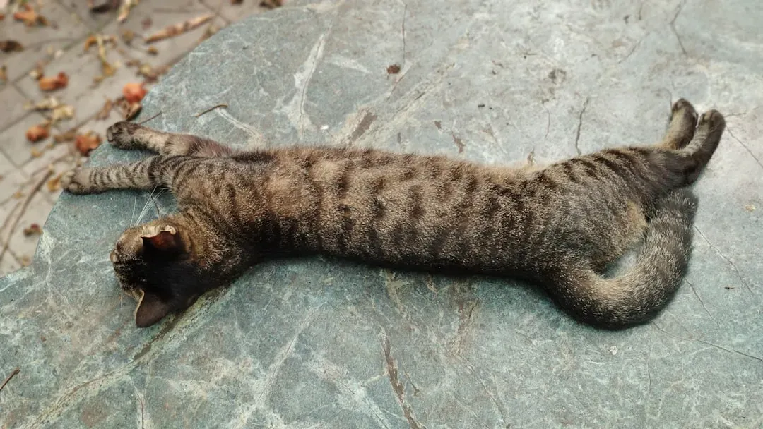 Scorpio: The Deep Connection Seeker (Image Credits: Unsplash)