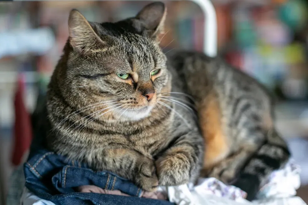 Your Cat Wants to Mix Their Smell With Yours (Image Credits: Unsplash)