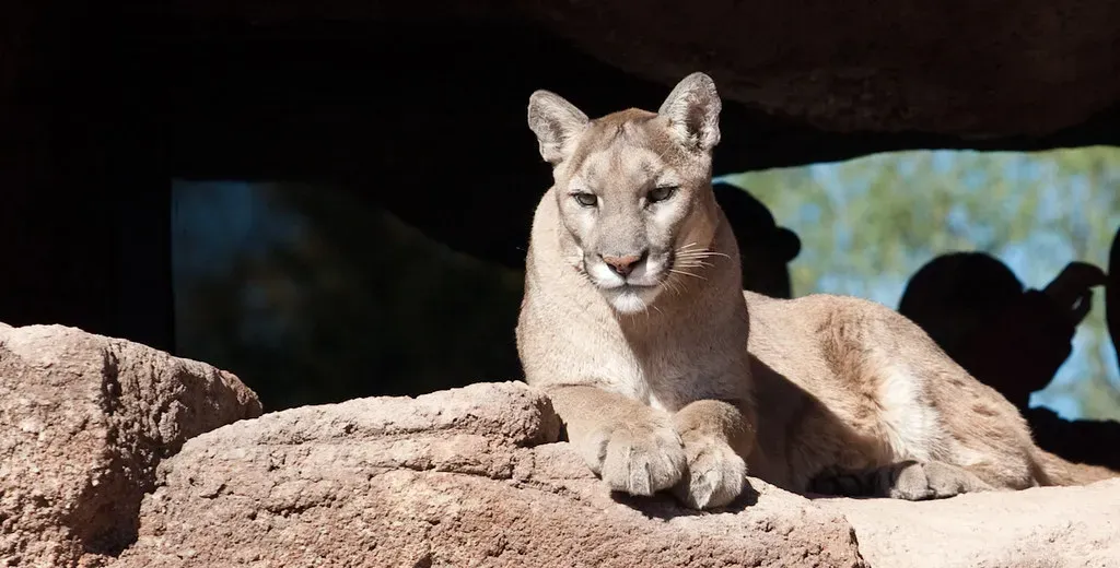 Phoenix and Scottsdale, Arizona: Desert Mountain Lions (Image Credits: Flickr)