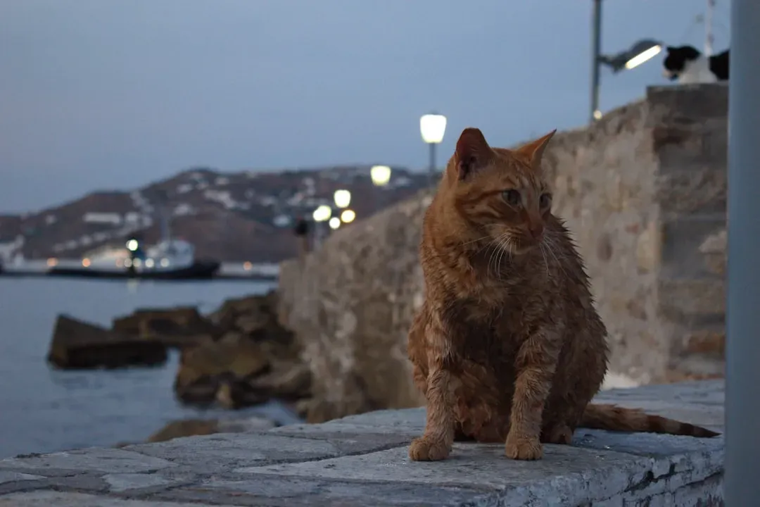 That Wet Fur Feeling Is Actually Deeply Uncomfortable (Image Credits: Unsplash)