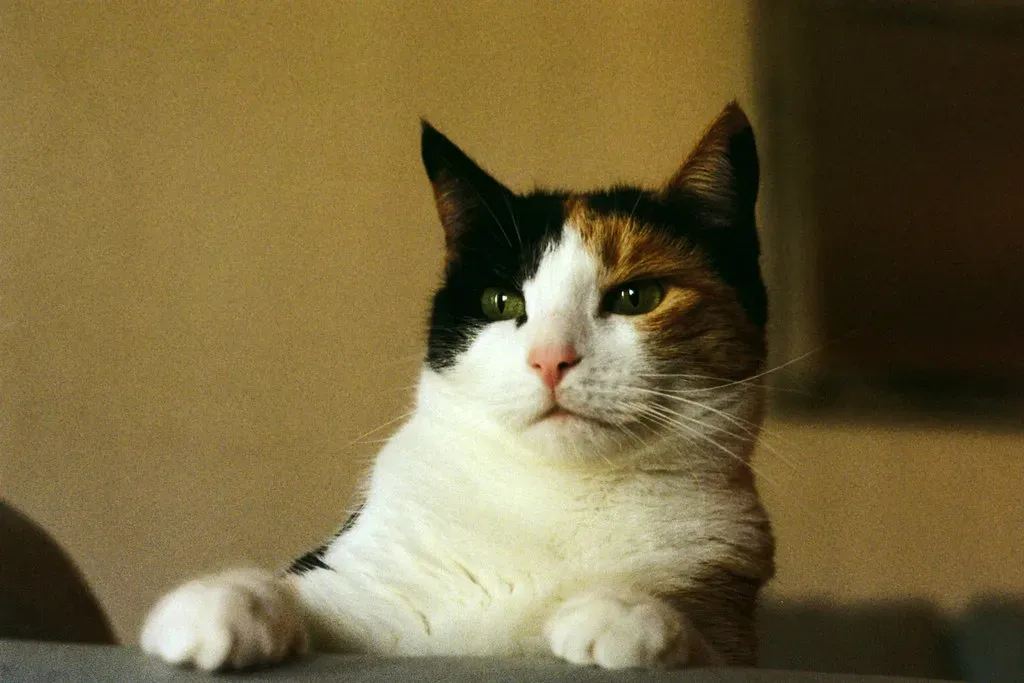 Ignoring You Completely After You've Been Gone All Day (Image Credits: Flickr)