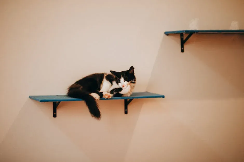 2. Create Your Very Own Cat Highway Through the Home (Image Credits: Pexels)