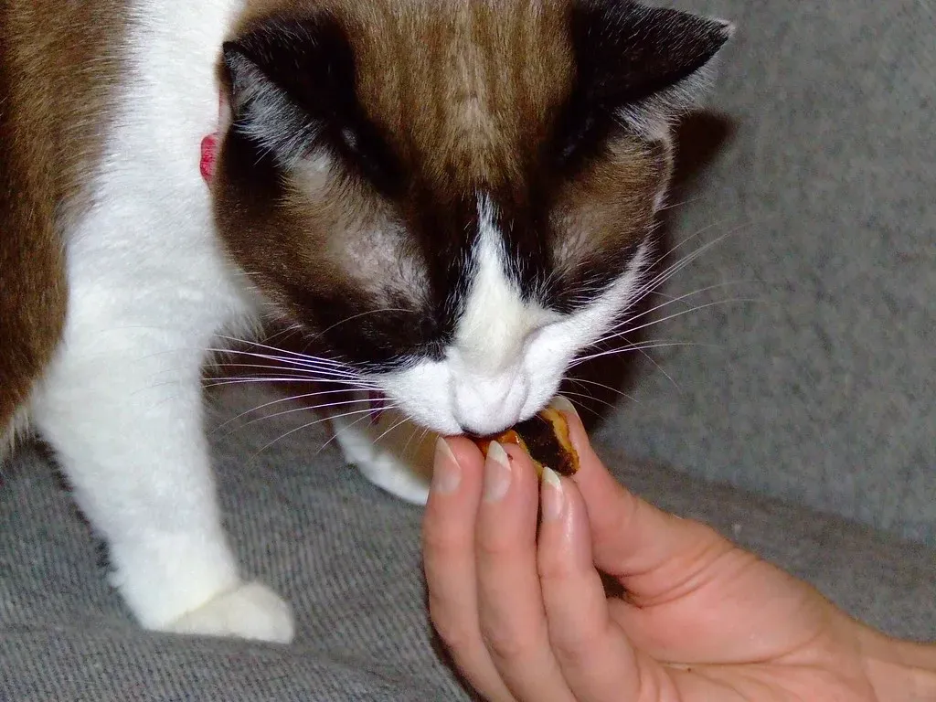 Changing Their Diet Too Quickly (Image Credits: Flickr)