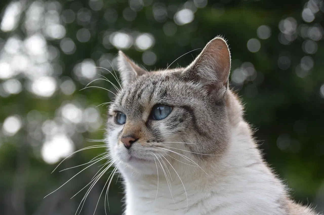 When the Staring Becomes a Health Warning Sign (Image Credits: Pixabay)