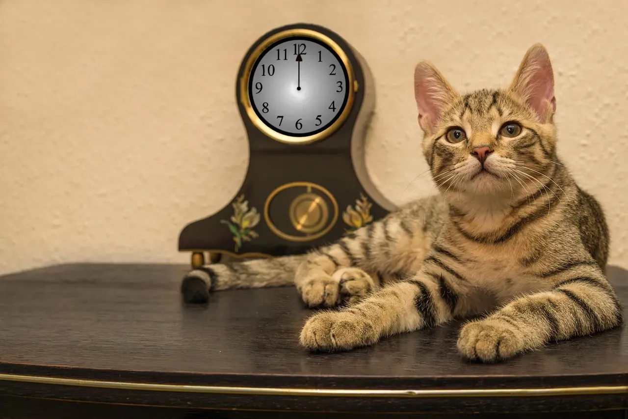 Your Cat's Internal Clock Is Frighteningly Accurate (Image Credits: Pixabay)