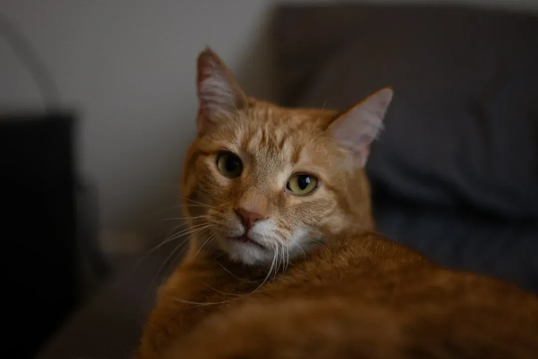 4. Staring While Purring Confirms You've Earned Their Inner Circle (Image Credits: Unsplash)