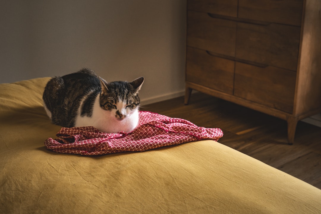 Signs Your Cat Is Guarding You While You Sleep (Image Credits: Unsplash)