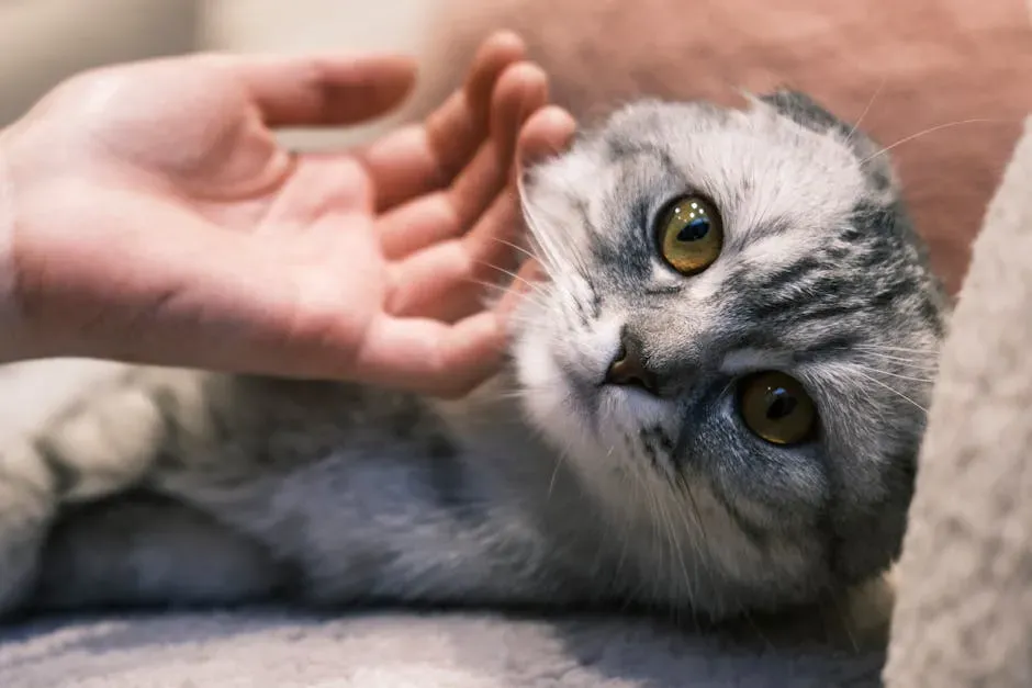 The Healing Power of That Purr You Cannot Stop Listening To (Image Credits: Pexels)