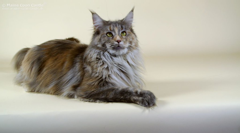 Maine Coon Cats: The Gentle Giants Who Choose Their Favorite Person (Image Credits: Flickr)