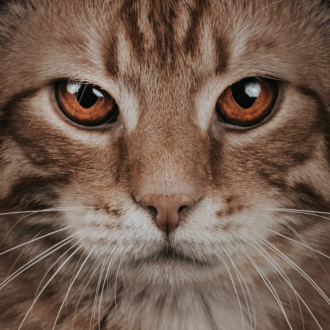 The Science Behind Feline Eyes (Image Credits: Unsplash)