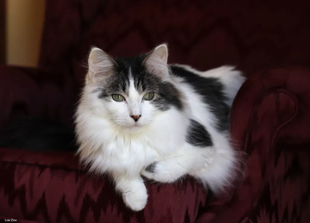 Recognizing Individual Preferences: Your Cat's Unique Comfort Profile (Image Credits: Flickr)