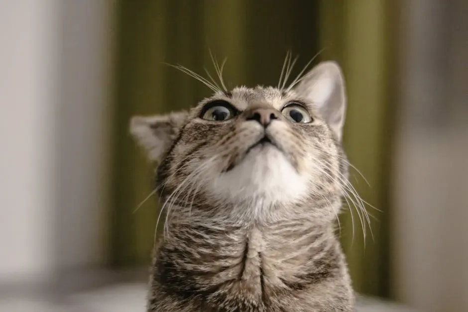 The Stress Response: What's Happening Inside Your Cat's Body (Image Credits: Pexels)