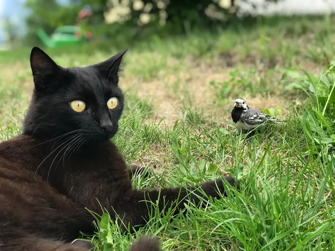 Theory Two: Could Your Cat Actually Be Mimicking the Birds? (Image Credits: Unsplash)