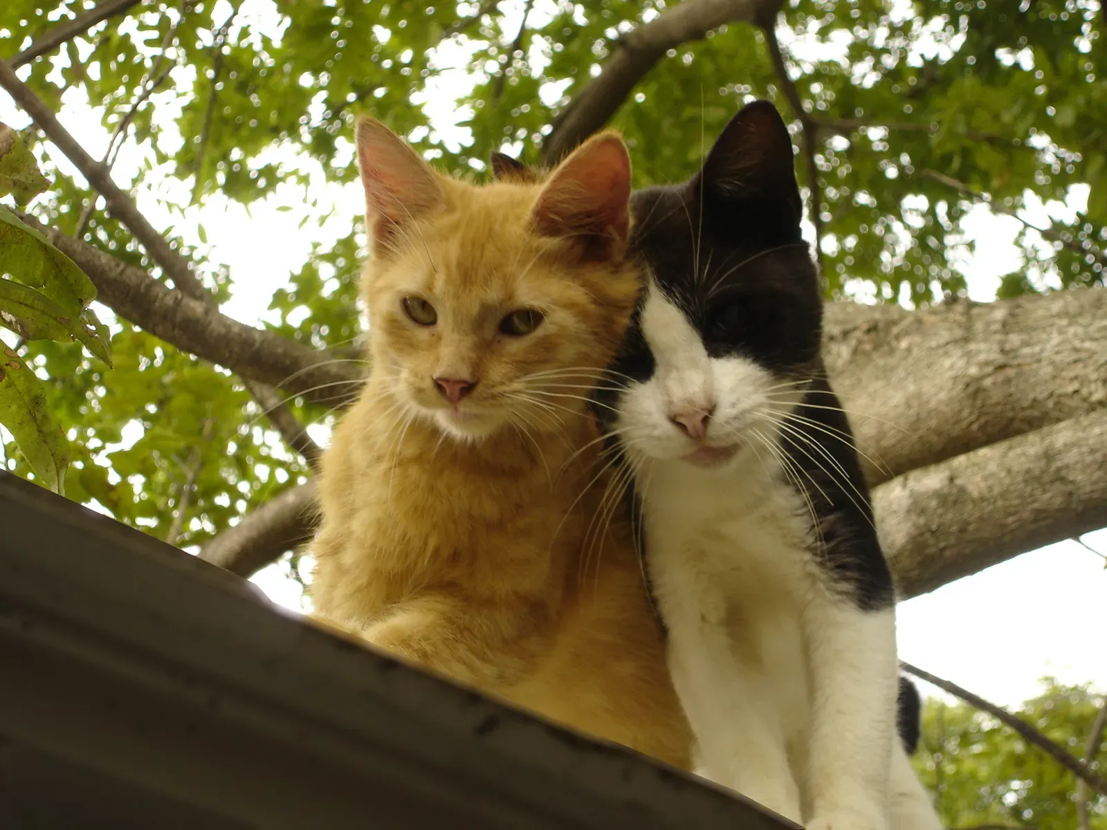 Creating a Communal Scent Profile (Image Credits: Wikimedia)