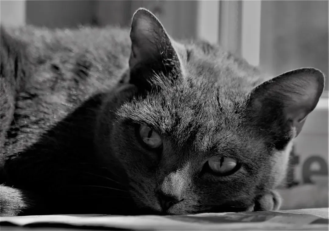 This Grief Is Real - And So Is Everything You Felt (Image Credits: Unsplash)