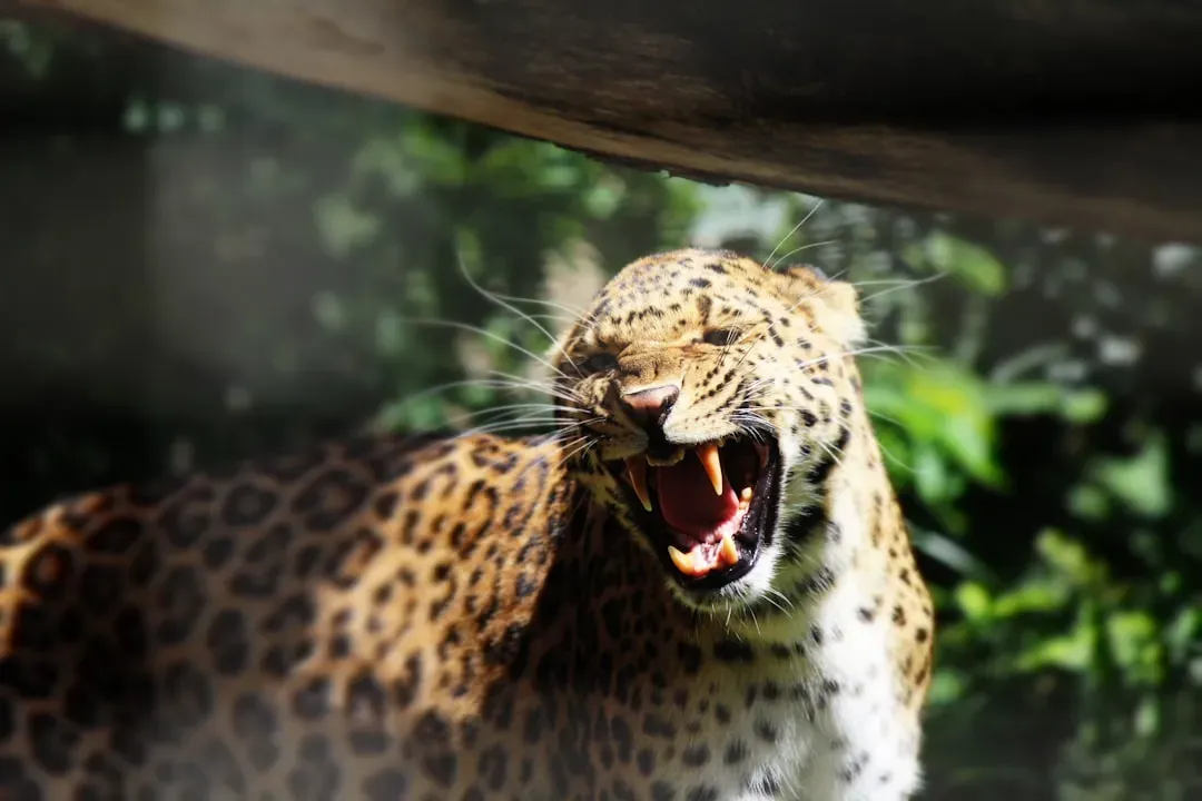 A Skull-Crushing Bite Unlike Any Other Big Cat (Image Credits: Unsplash)