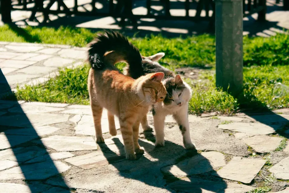 Tail Wrapping: The Warmest Thing a Cat Can Do (Image Credits: Pexels)