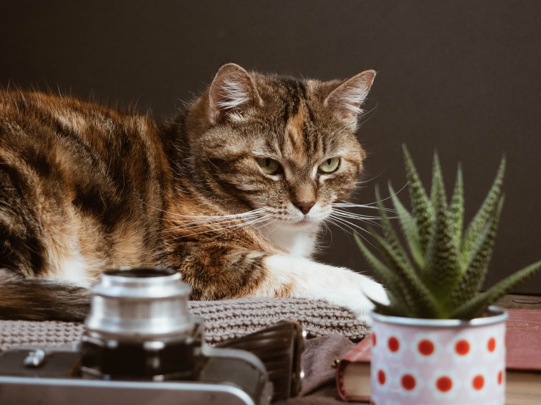 Essential Oils That Harm Your Cat's Health (Image Credits: Unsplash)