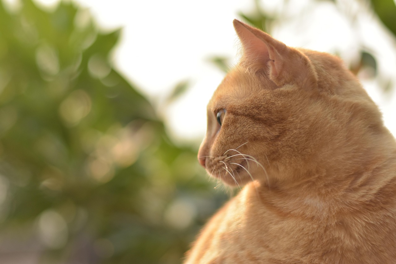 Their Attention Works Differently Than Dogs (Image Credits: Pixabay)