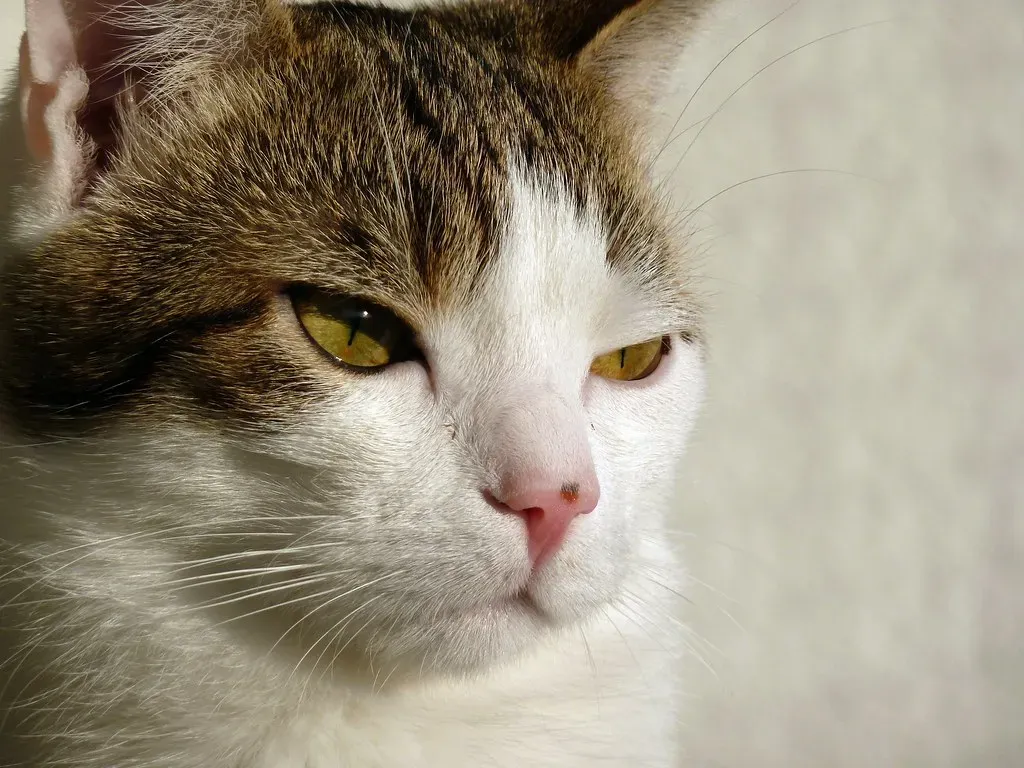 When Your Cat Is Simply Zoning Out (Image Credits: Flickr)