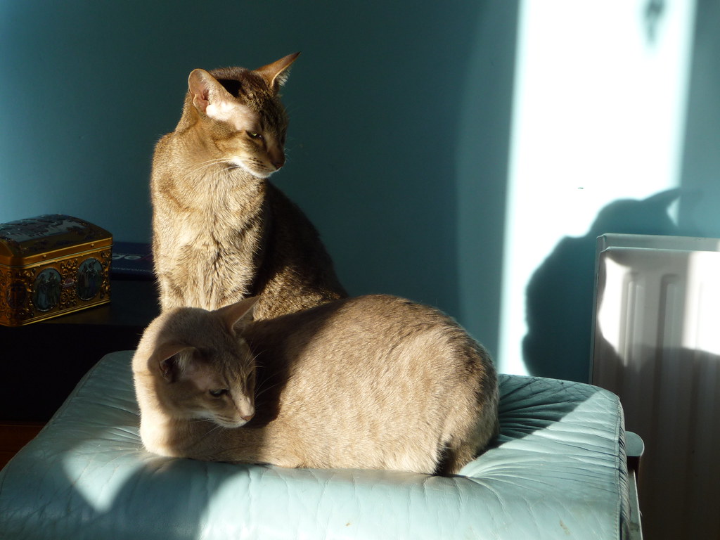 Physical Therapy in a Sunbeam: Healing Powers of Solar Heat (Image Credits: Flickr)