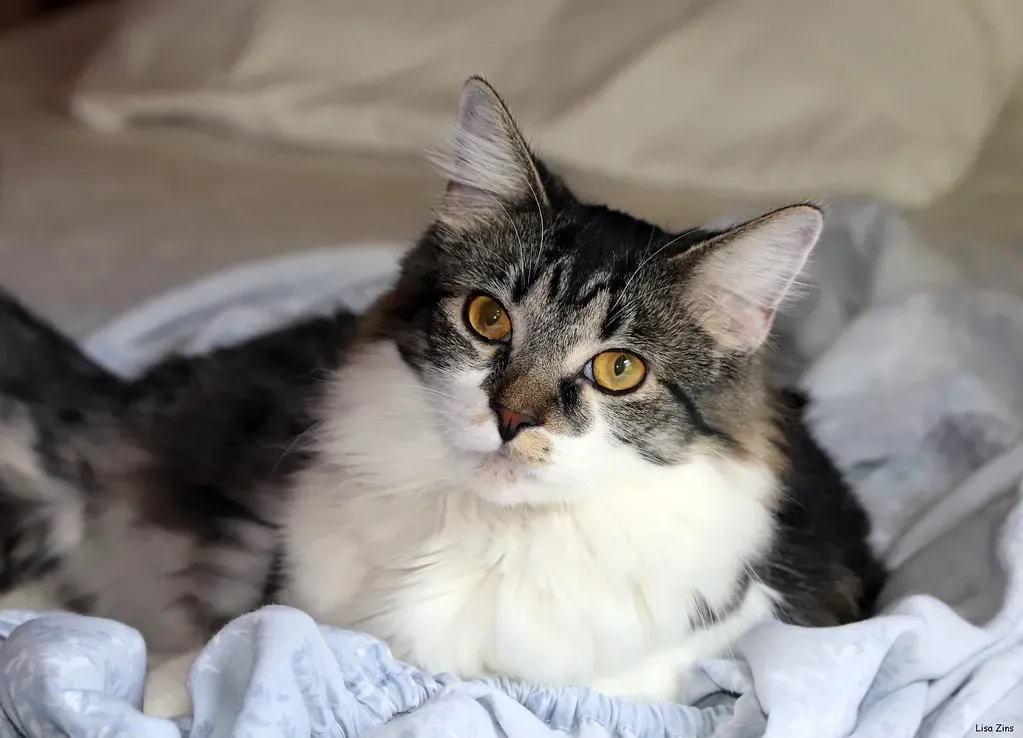 Conclusion: Finding Balance With Your Feline Friend (Image Credits: Flickr)