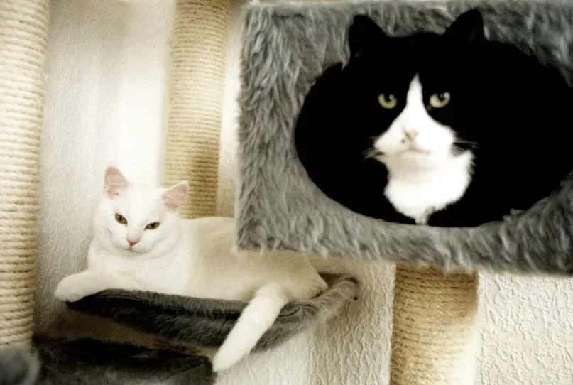 Cat Trees with Enclosed Spaces (Image Credits: Wikimedia)