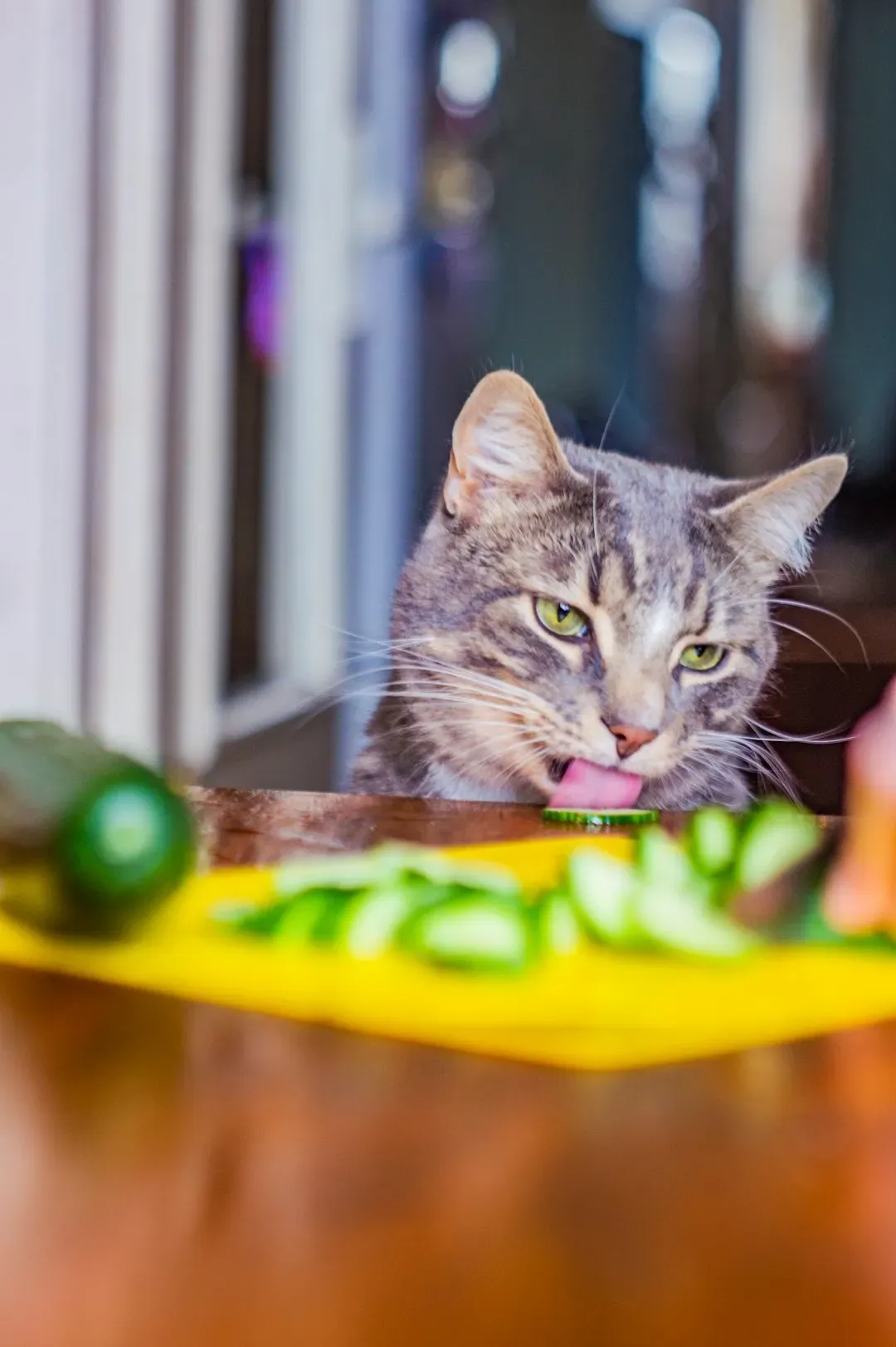 Not All Cats React the Same Way (Image Credits: Unsplash)