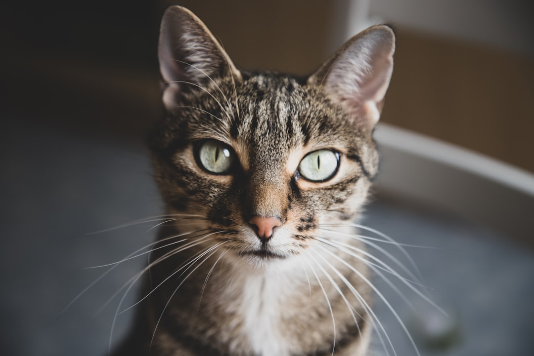 The Natural Language of Cat Eyes (Image Credits: Unsplash)