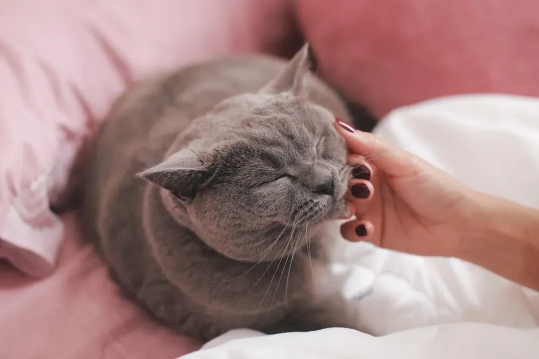 Purring Like a Little Engine (Image Credits: Unsplash)