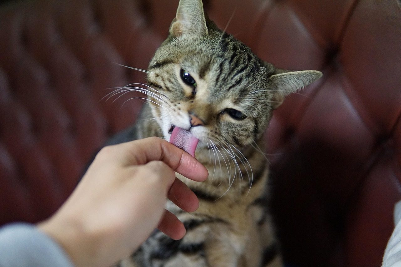 Licking and Grooming: Social Bonding Through Hygiene (Image Credits: Pixabay)