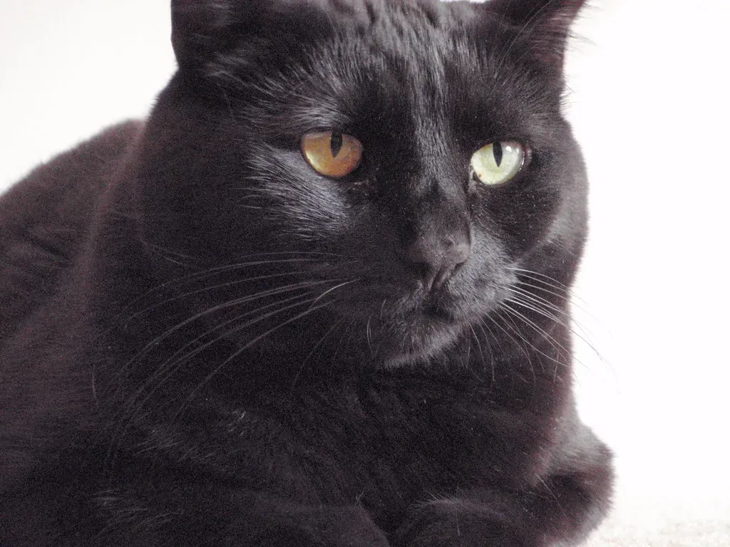 6. Whiskers Compensate for Your Cat's Near-Sighted Blind Spot (halseike, Flickr, CC BY 2.0)