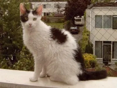 LaPerm: The Curly Companion (Image Credits: Wikimedia)