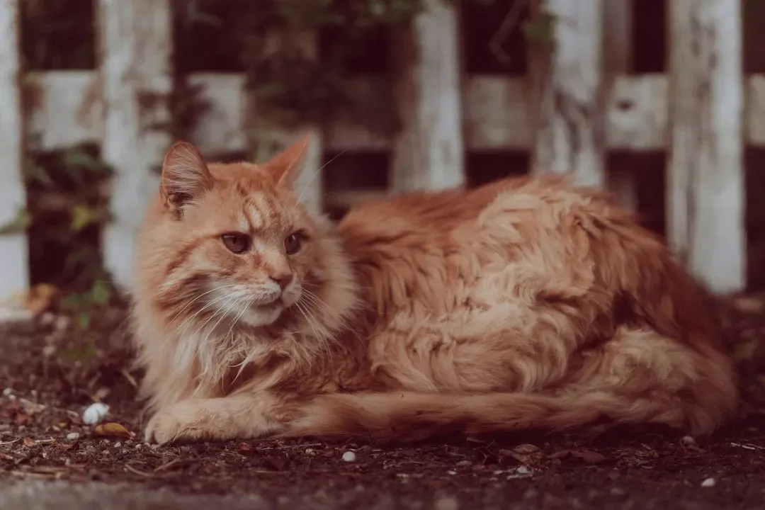 3. The Coat Has Lost Its Shine or Looks Unkempt (Image Credits: Unsplash)