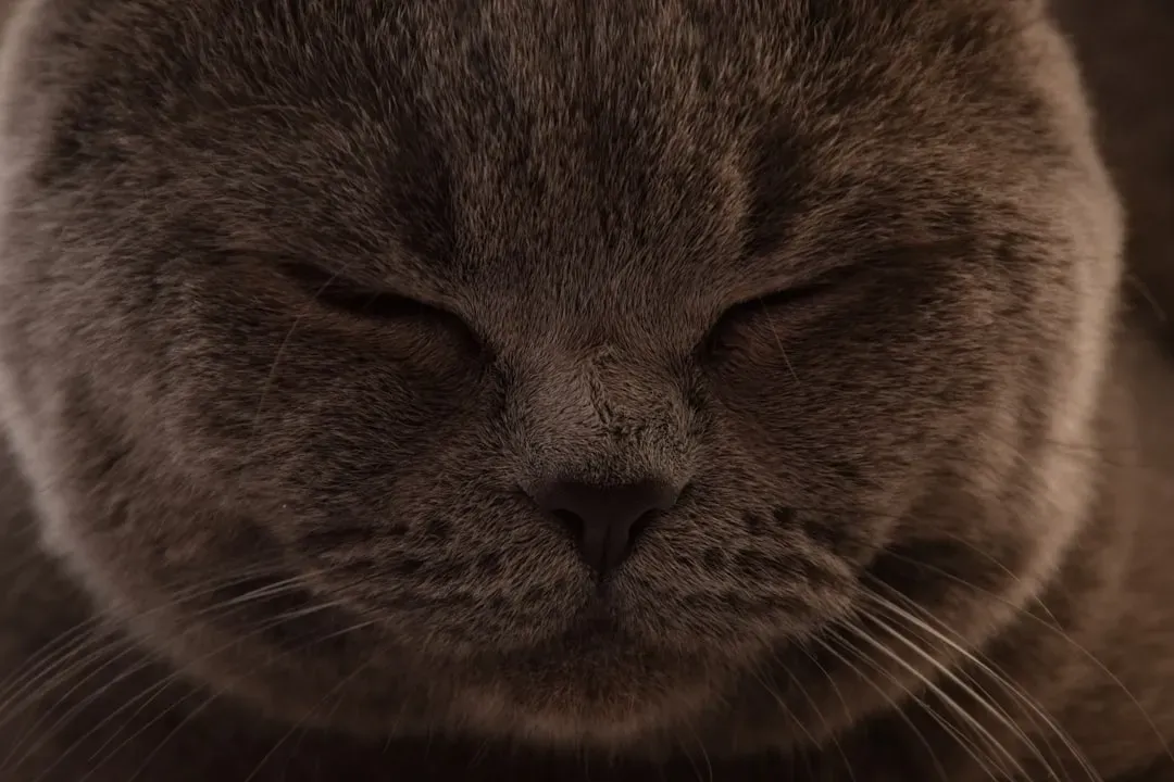 Slow Blinking Between Cats: It's Not Just for Humans (Image Credits: Unsplash)