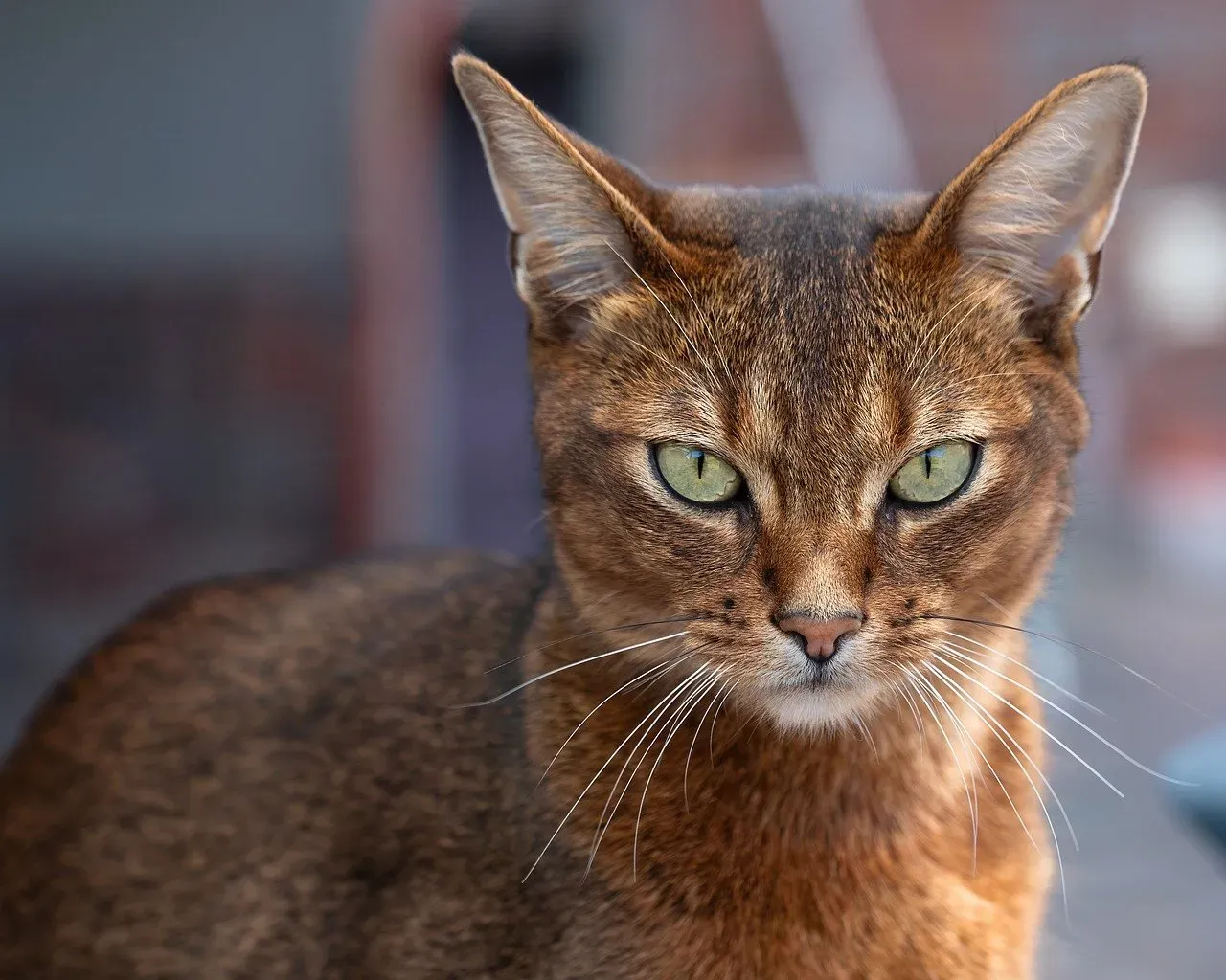 Abyssinian Cats: The Hyperactive Acrobat (Image Credits: Pixabay)