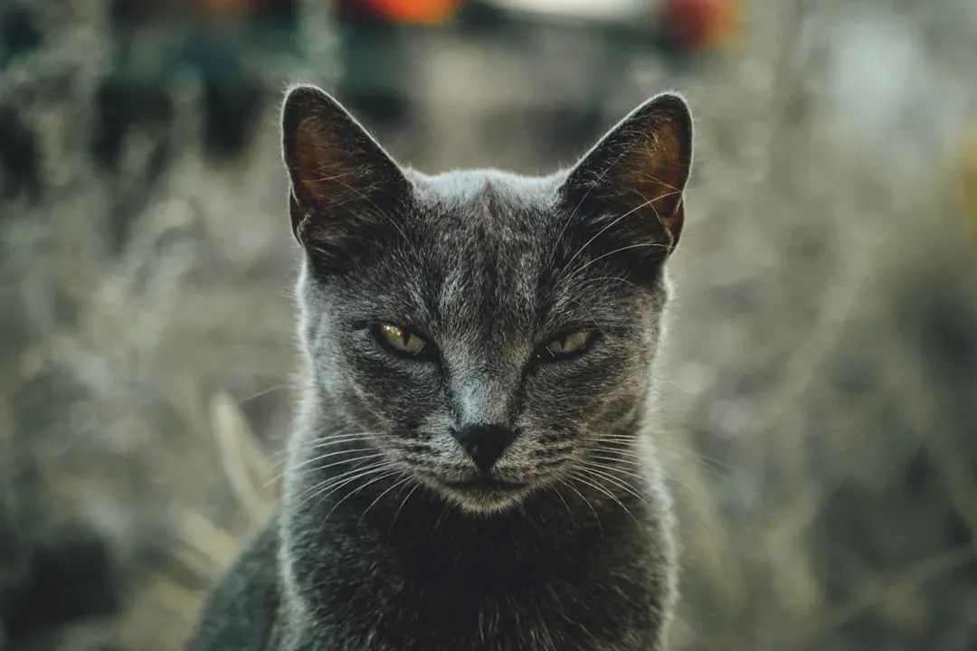 Do Cats Really Hold Grudges? (Image Credits: Unsplash)