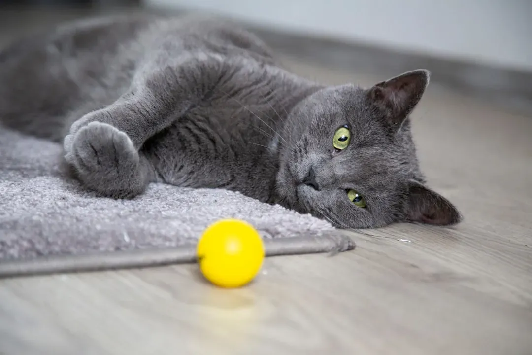 When Toy-Bringing Becomes Excessive or Anxious (Image Credits: Unsplash)