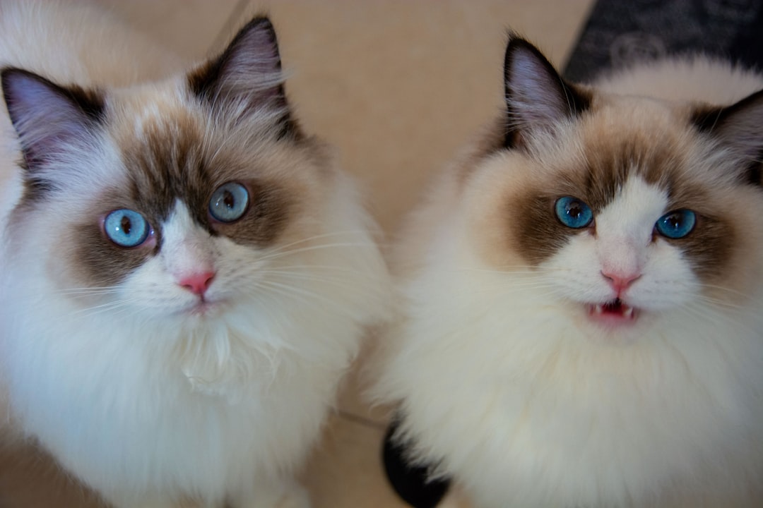 Gemini Cats: Dual Personality Mirrors (Image Credits: Unsplash)