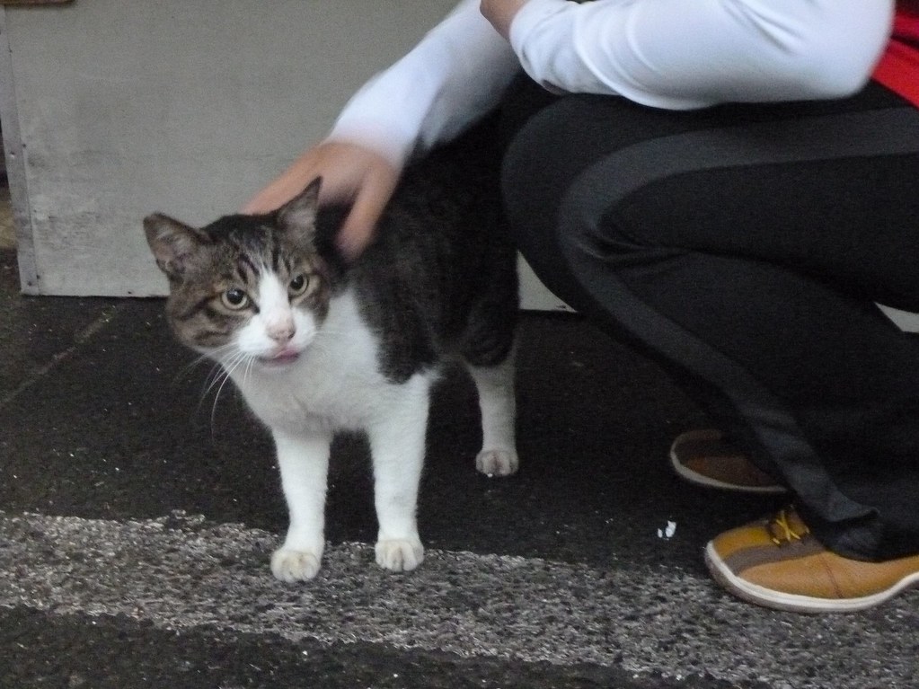 Should You Trust Your Cat as an Early Warning System? (Image Credits: Flickr)