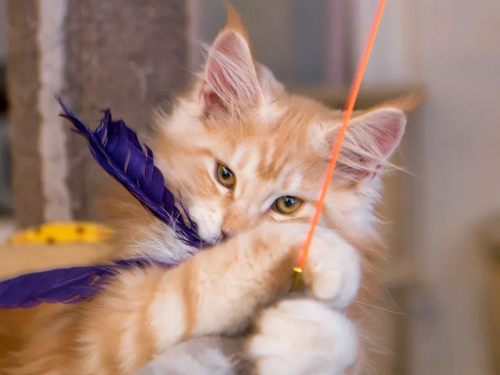 Playtime That Mimics The Hunt (Image Credits: Flickr)