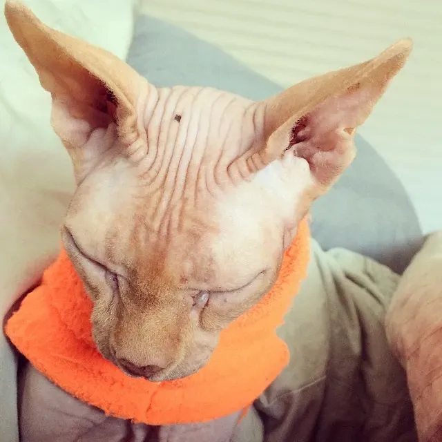 The Sphynx: The Hairless Attention Seeker Who Craves Warmth (Image Credits: Flickr)