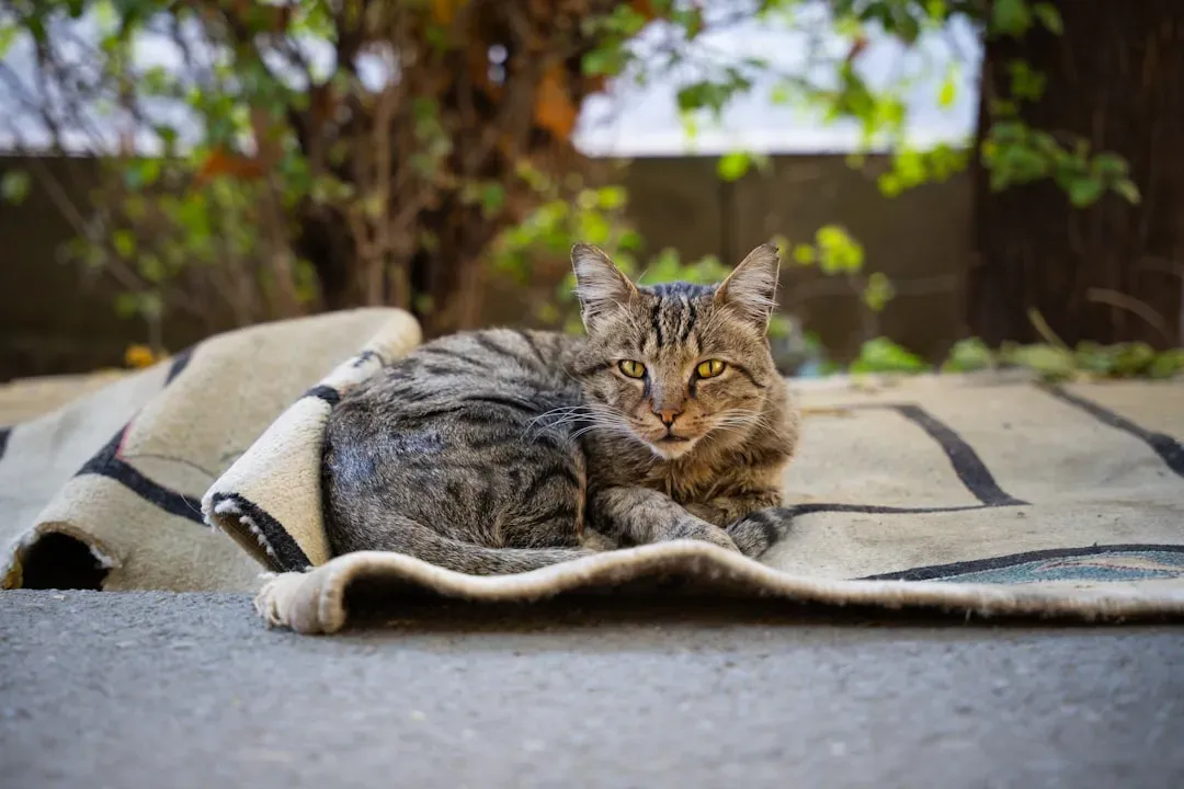 Pet Bedding and Resting Area Odors Left Outdoors (Image Credits: Unsplash)