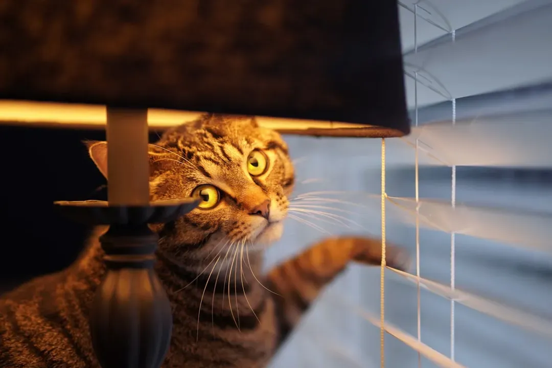 6. Window Blinds and Their Cords (Image Credits: Unsplash)