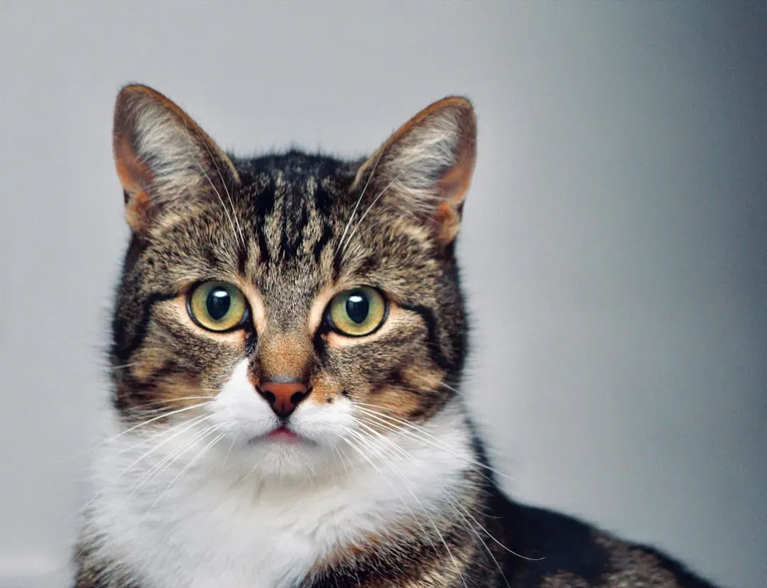 Why Your Cat Checks Your Face When Something Feels Off (Image Credits: Unsplash)