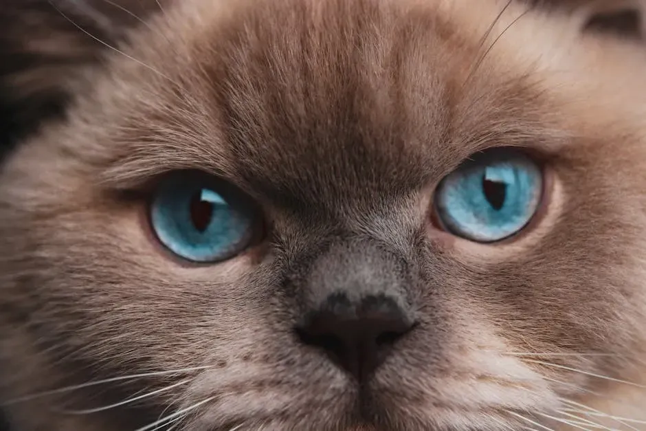 When Your Cat's Eyes Are a Health Warning Sign (Image Credits: Pexels)