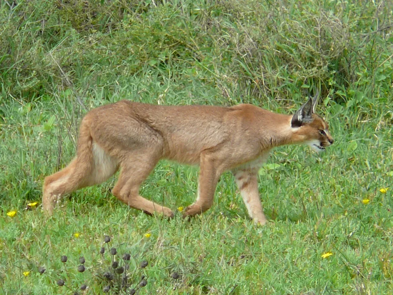 #5 A Diet That Ranges From Tiny Rodents to Young Antelope (No machine-readable source provided. Own work assumed (based on copyright claims)., CC BY 2.5)